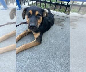 German Shepherd Dog-Unknown Mix Dogs for adoption in Stockton, CA, USA