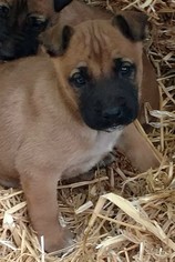 Small Boxer-Chinese Shar-Pei Mix