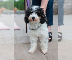 Poodle (Miniature) Dogs for adoption in St. Louis Park, MN, USA
