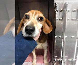 Beagle Dogs for adoption in Whitestone, NY, USA