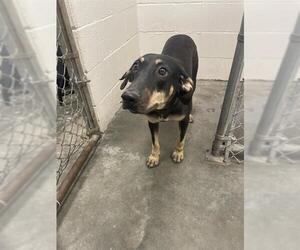Medium Photo #1 Black and Tan Coonhound-Unknown Mix Puppy For Sale in Rosenberg, TX, USA