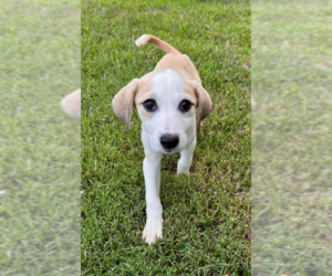 Labrador Retriever-Unknown Mix Dogs for adoption in Aurora, IN, USA