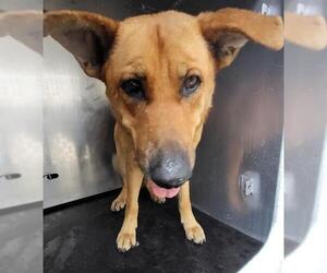 Labrador Retriever-Unknown Mix Dogs for adoption in San Antonio, TX, USA