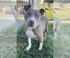Staffordshire Bull Terrier Dogs for adoption in Rosenberg, TX, USA