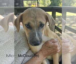 Black Mouth Cur-Labrador Retriever Mix Dogs for adoption in Farmerville, LA, USA