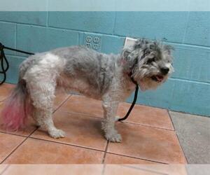 Maltese-Unknown Mix Dogs for adoption in Downey, CA, USA