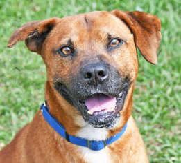 Black Mouth Cur-Unknown Mix Dogs for adoption in Fernandina Beach, FL, USA