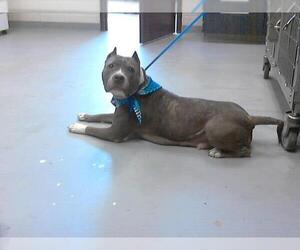 American Pit Bull Terrier Dogs for adoption in Fayetteville, NC, USA