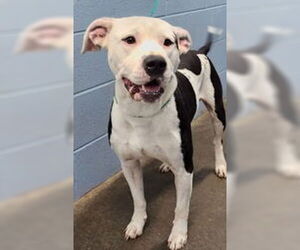 Mutt Dogs for adoption in Evansville, IN, USA