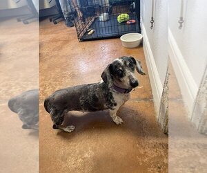 Dachshund Dogs for adoption in Bolivar, MO, USA