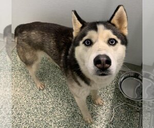 Huskies -Unknown Mix Dogs for adoption in Salisbury, NC, USA