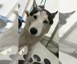 Siberian Husky Dogs for adoption in Bakersfield, CA, USA