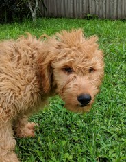 Goldendoodle Dogs for adoption in Cumming, GA, USA