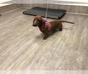 Dachshund Dogs for adoption in Pasadena, CA, USA