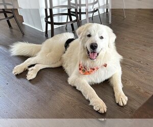 Great Pyrenees Dogs for adoption in Mooresville, NC, USA