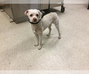Poodle (Miniature) Dogs for adoption in Riverside, CA, USA