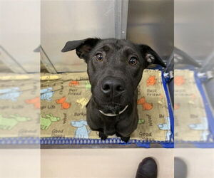 Siberian Husky-Unknown Mix Dogs for adoption in Fairbanks, AK, USA