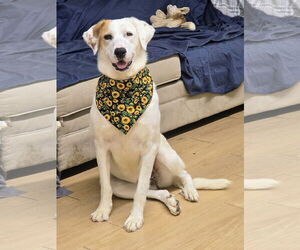 Medium Photo #1 Pointer-Unknown Mix Puppy For Sale in Rockaway, NJ, USA