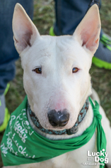 Small Bull Terrier Mix