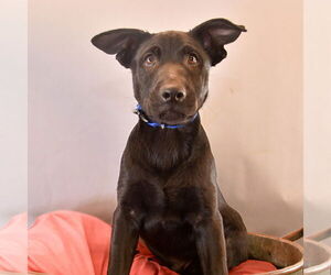 Australian Kelpie-German Shepherd Dog Mix Dogs for adoption in Sheridan, CO, USA