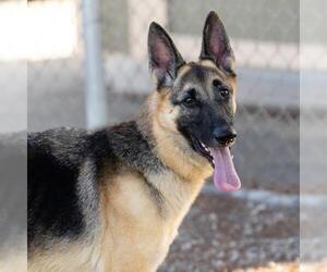 German Shepherd Dog Dogs for adoption in Camarillo, CA, USA