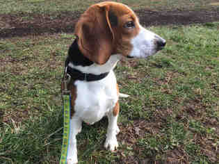 Beagle Dogs for adoption in Urbana, IL, USA