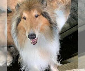 Collie Dogs for adoption in Dublin, OH, USA