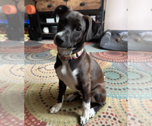 Australian Shepherd-Retriever Mix Dogs for adoption in Anchorage, AK, USA