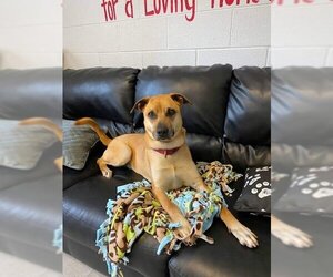Labrador Retriever-Unknown Mix Dogs for adoption in North Myrtle Beach, SC, USA