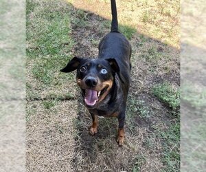 Dachshund-Unknown Mix Dogs for adoption in Plano, TX, USA