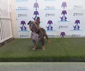 Free-Lance Bulldog Dogs for adoption in Orlando, FL, USA