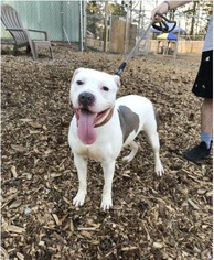 American Pit Bull Terrier Dogs for adoption in Peachtree City, GA, USA