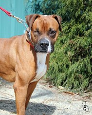 Boxer Dogs for adoption in Paris, ME, USA