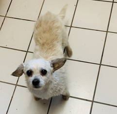 Pomeranian Dogs for adoption in Colton, CA, USA