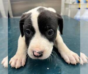 Catahoula Leopard Dog-Labrador Retriever Mix Dogs for adoption in Mobile, AL, USA
