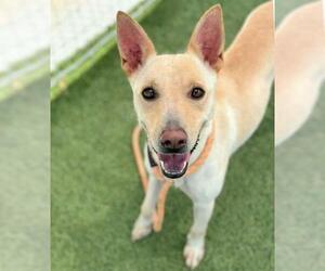 Mutt Dogs for adoption in Houston, TX, USA