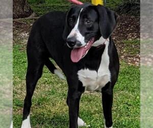 Plott Hound Dogs for adoption in Madisonville, TN, USA