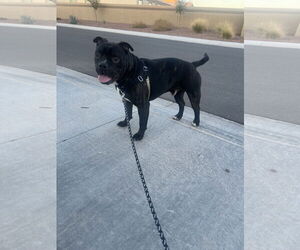 American Pit Bull Terrier-American Staffordshire Terrier Mix Dogs for adoption in Chandler, AZ, USA