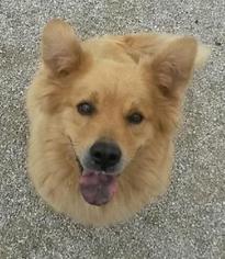 Medium Photo #1 Chow Chow-Golden Retriever Mix Puppy For Sale in Durham Region, , USA