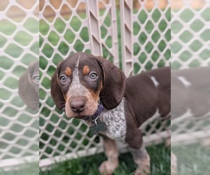 Coonhound Dogs for adoption in Holly Springs, NC, USA
