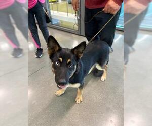 German Shepherd Dog Dogs for adoption in San Martin, CA, USA