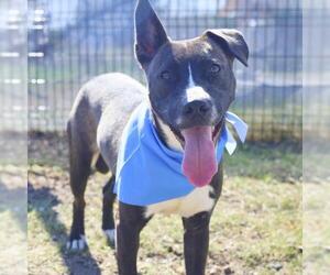 American Staffordshire Terrier-Unknown Mix Dogs for adoption in San Antonio, TX, USA