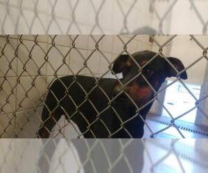 Doberman Pinscher Dogs for adoption in Rock Springs, WY, USA