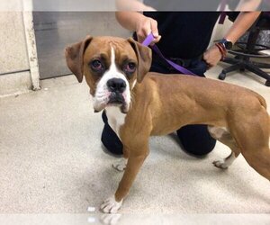 Boxer Dogs for adoption in Riverside, CA, USA