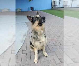 German Shepherd Dog Dogs for adoption in Fort Lauderdale, FL, USA