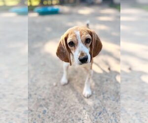 Beagle Dogs for adoption in Woodbury, NY, USA