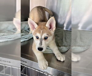 - Mix Dogs for adoption in Norco, CA, USA