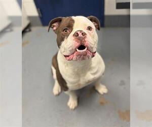 Masti-Bull Dogs for adoption in Peoria, IL, USA