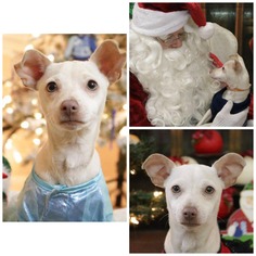 Jack Chi Dogs for adoption in La Verne , CA, USA