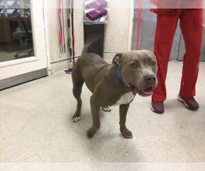 American Pit Bull Terrier Dogs for adoption in Riverside, CA, USA